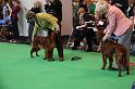 Crufts2010 1391